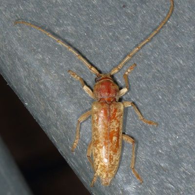 Enaphalodes rufulus * Red Oak Borer