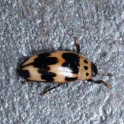 Ischyrus quadripunctatus * Four-spotted Fungus Beetle