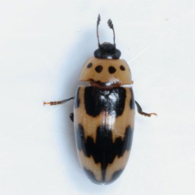 Erotylidae : Pleasing Fungus Beetles