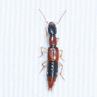 Subfamily Paederinae