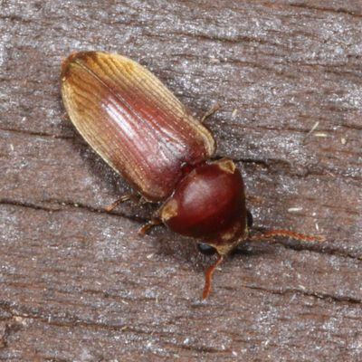Ptinidae : Death-watch & Spider Beetles