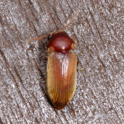 Genus Euvrilletta