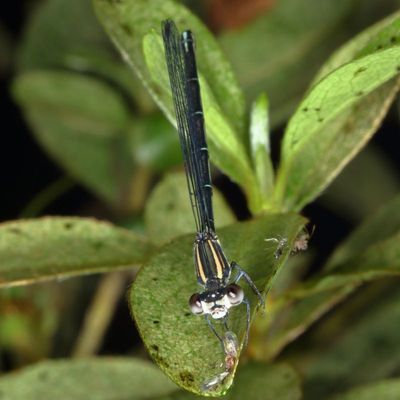 Damselflies : Zygoptera