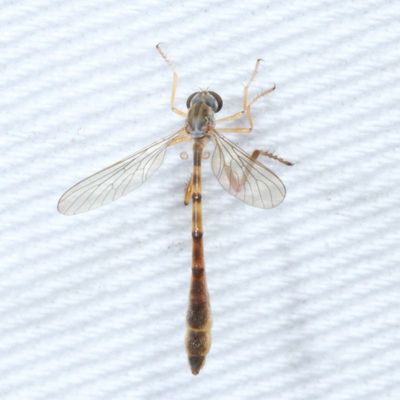 Tentative - likely flavipes