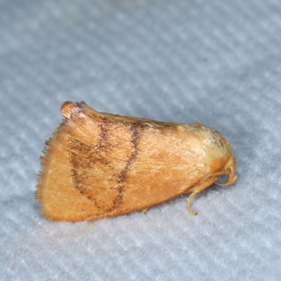 Hodges#4667 * Inverted Y Slug Moth * Apoda y-inversum