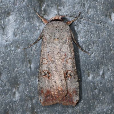 10641-11054 : Noctuinae