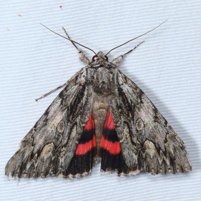 Noctuidae - Catocalinae Moths : 8770 - 8879