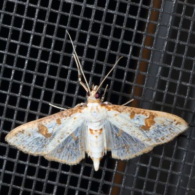 Hodges#5223 * Inkblot Palpita Moth * Palpita illibalis