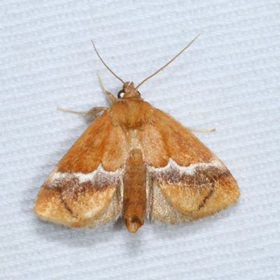 Hodges#4665 * Yellow-shouldered Slug Moth * Lithacodes fasciola 