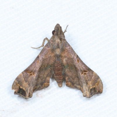 Noctuidae: Herminiinae through Hypeninae Moths 8322 - 8489