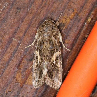 Noctuidae - Amphipyrinae Moths : 9325 - 9872