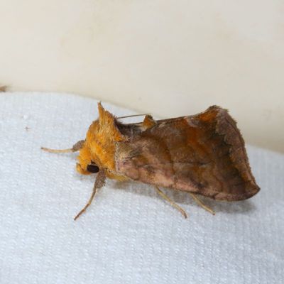 Hodges#8898 * Unspotted Looper * Allagrapha aerea