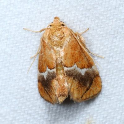 Pre-Pyralid Moths : 3864-4702