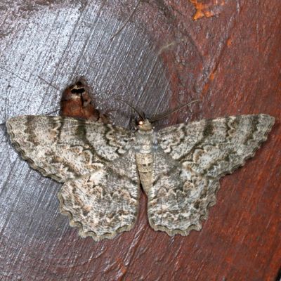 6426-6617 : Glena, Epimecis 