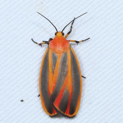 Hodges#8089 * Scarlet-winged Lichen Moth * Hypoprepia miniata