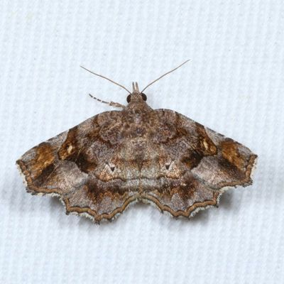 Noctuidae - Catocalinae less Catocala Moths : 8490 - 8769