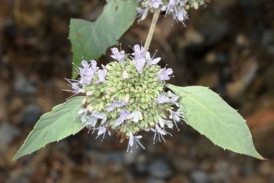 Pycnanthemum incanum* Hoary Mountainmint