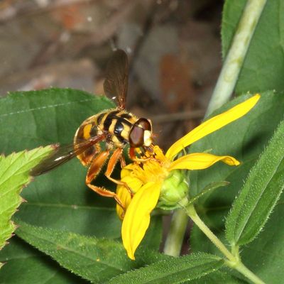 Milesia virginiensis * Virginia Giant Hover Fly