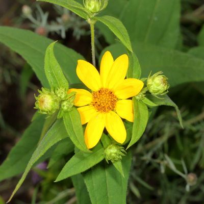 Wildflowers - Other