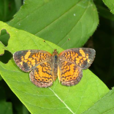 Pearl Crescent