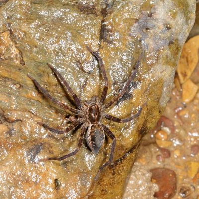Dolomedidae : Fishing Spiders