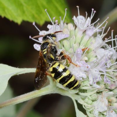 Myzinum quinquecinctum * Five-banded Thynnid Wasp