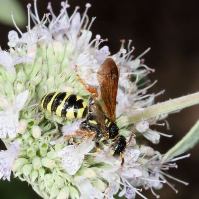 Thynnidae : Thynnid Wasps