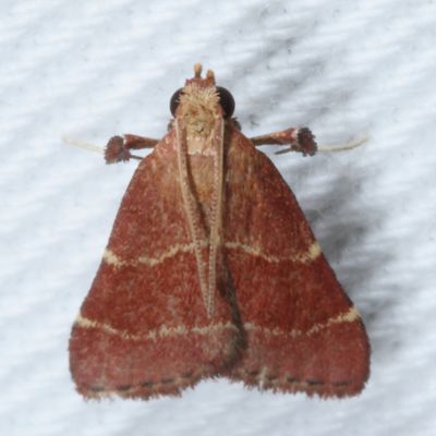  Pyralidae : 5510 - 5650 : Pyralidae - Gallerinae