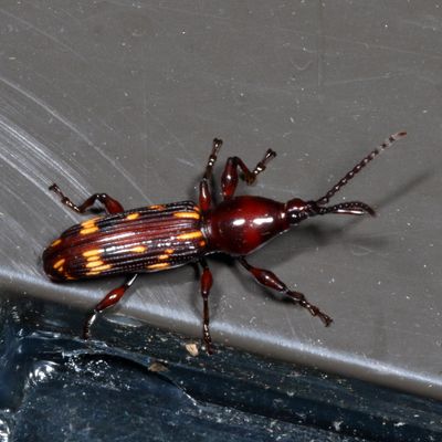 Arrenodes minutus ♀ * Oak Timberworm