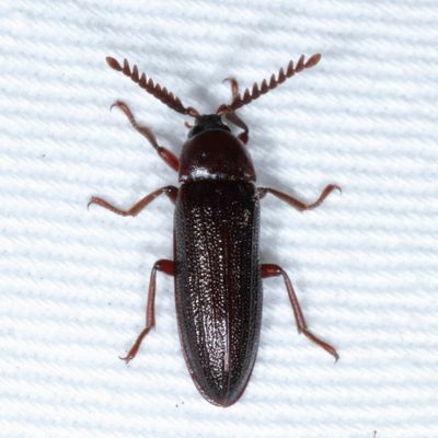 Callirhipidae : Callirhipid Cedar Beetles