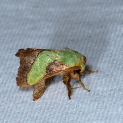 Hodges#4698 * Smaller Parasa * Parasa chloris
