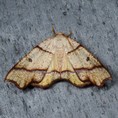 6763-6844 : Nacophora, Metarranthis