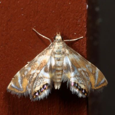 Crambidae : 4703 - 4933 : Scopariinae - Evergestinae
