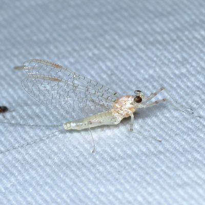 Maccaffertium modestum ♀