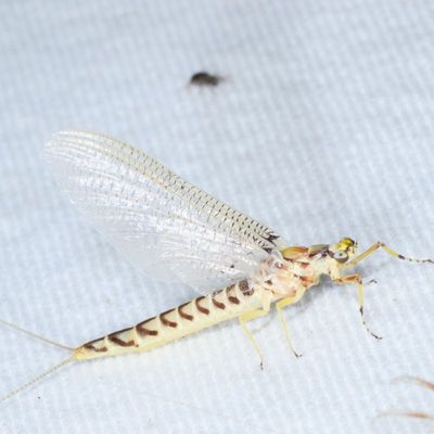 Hexagenia rigida or limbata ♀