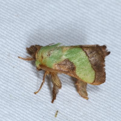 Hodges#4698 * Smaller Parasa * Parasa chloris