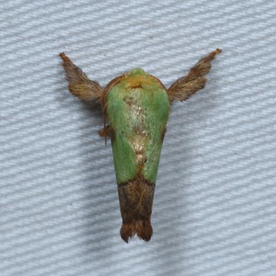 Pre-Pyralid Moths : 3864-4702