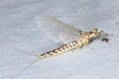 Ephemeridae : Common Burrower Mayflies
