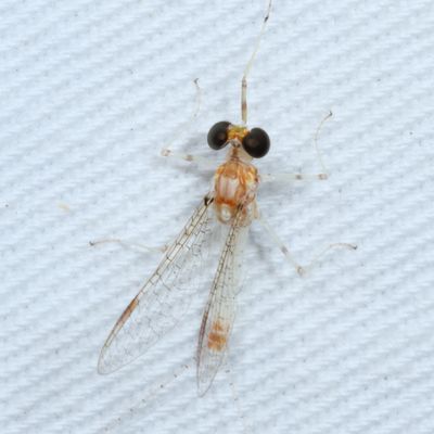 Maccaffertium modestum ♂