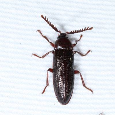 Zenoa picea * Serrate Cedar Beetle