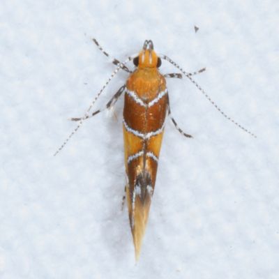 0855-1075 : Oecophoridae - Elachistidae