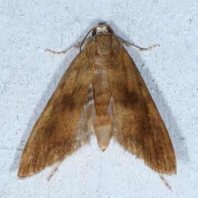 Crambidae : 4703 - 4933 : Scopariinae - Evergestinae