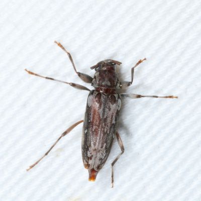 Lepturges confluens