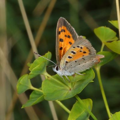 American Copper
