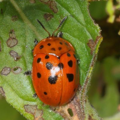 Chelymorpha cassidea * Argus Tortoise Beetle