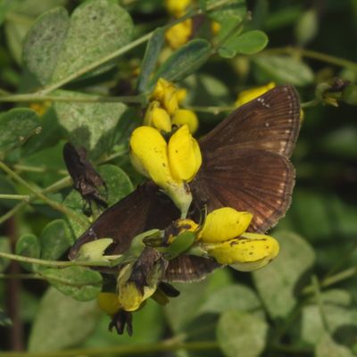 Wild Indigo Duskywing
