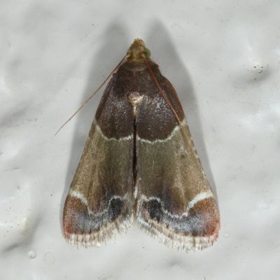 Pyralidae : 5510 - 5650 : Pyralidae - Gallerinae