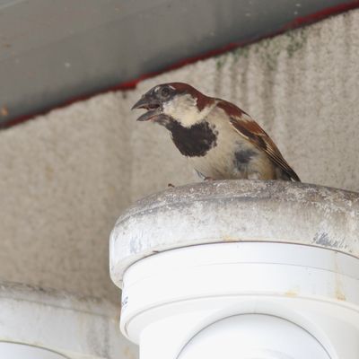 House Sparrow ♂