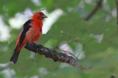 Scarlet Tanager