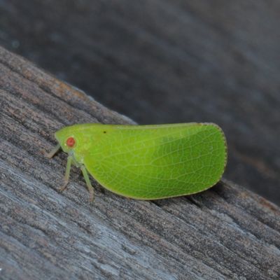 Acanalonia conica